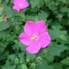 Pavonia Rock Rose Live Plant – Texas Native Flowering Perennial – 1 Gallon Pot - Image 1