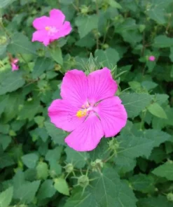 Pavonia Rock Rose Live Plant – Texas Native Flowering Perennial – 1 Gallon Pot - Image 1