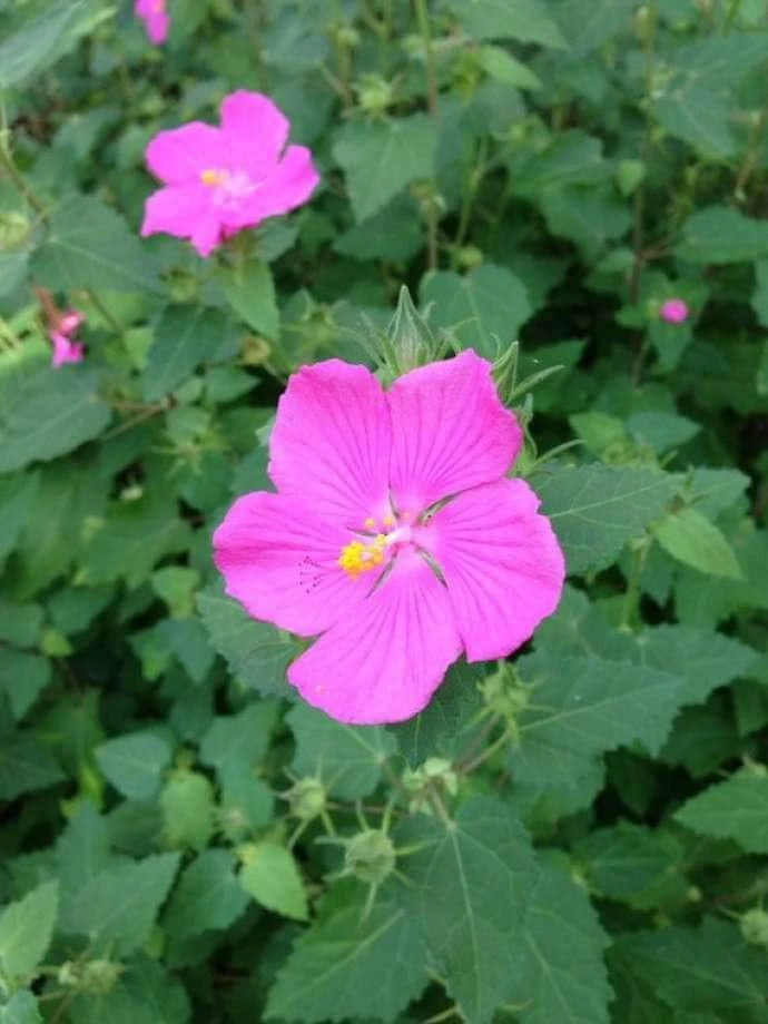 Pavonia Rock Rose Live Plant – Texas Native Flowering Perennial – 1 Gallon Pot - Image 1