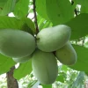 Paw Paw Indian Banana Tree - 1 Gallon Live Plant, 2-3 ft Tall, Zones 5-8 - Image 1