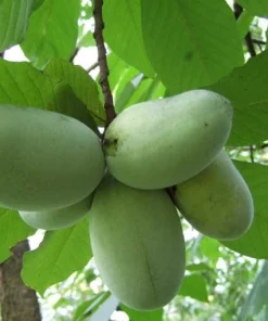 Paw Paw Indian Banana Tree - 1 Gallon Live Plant, 2-3 ft Tall, Zones 5-8 - Image 1