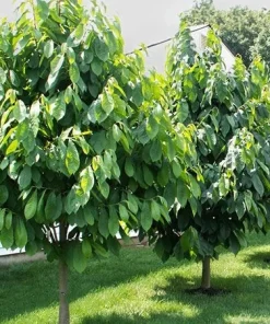 Paw Paw Indian Banana Tree Live Plant 6-12in Tall - Quart Pot Fruit Tree - Image 3