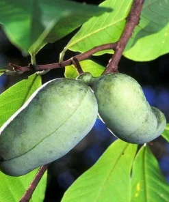 Paw Paw Tree Live Plant – 3 Seedlings – 6-12