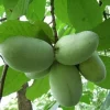 Paw Paw Tree Live Plant – 3 Seedlings – 6-12" Tall – Quart Pots – Hardy Edible Fruit Tree - Image 1
