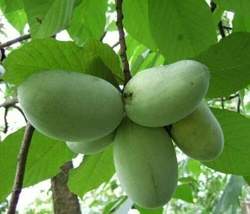 Paw Paw Tree Live Plant – 3 Seedlings – 6-12" Tall – Quart Pots – Hardy Edible Fruit Tree - Image 1