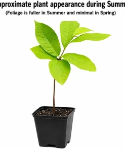 Paw Paw Trees - 5 Live Plants, 6-12