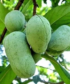 Paw Paw Trees - 5 Live Plants, 6-12