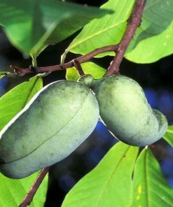 Paw Paw Trees - 5 Live Plants, 6-12