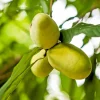 Paw Paw Trees - 5 Live Plants, 6-12" Tall in Quart Pots - Fruit Tree - Image 1
