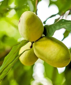 Paw Paw Trees - 5 Live Plants, 6-12