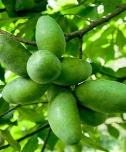 Paw Paw Trees - 5 Live Plants, 6-12