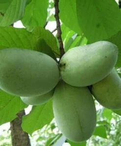 Paw Paw Trees - 5 Live Plants, 6-12