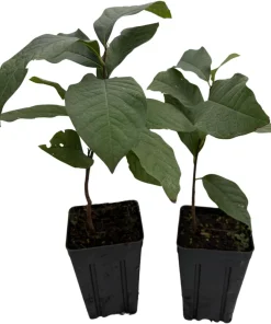 Pawpaw Tree Live Plants - 2-Pack Banana Fruit Asimina triloba - 3.25
