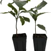 Pawpaw Tree Live Plants - 2-Pack Banana Fruit Asimina triloba - 3.25" Pot - Image 1