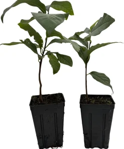 Pawpaw Tree Live Plants - 2-Pack Banana Fruit Asimina triloba - 3.25