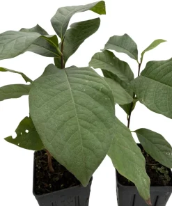 Pawpaw Tree Live Plants - 2-Pack Banana Fruit Asimina triloba - 3.25