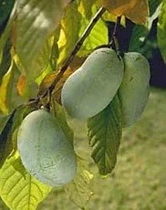 Pawpaw Tree Live Plants - 2-Pack Banana Fruit Asimina triloba - 3.25