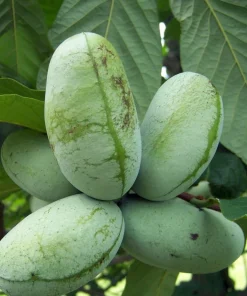 Pawpaw Trees Live Plants - Asimina triloba - 2 Gallon Pots - Fruit Bearing - Image 2