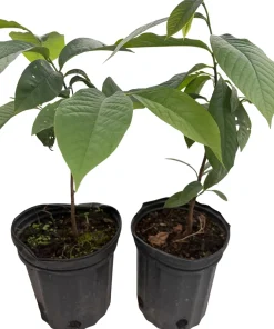Pawpaw Trees Live Plants - Asimina triloba - 2 Gallon Pots - Fruit Bearing - Image 3