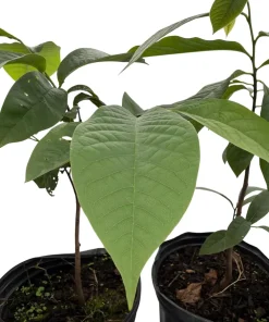 Pawpaw Trees Live Plants - Asimina triloba - 2 Gallon Pots - Fruit Bearing - Image 4