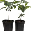 Pawpaw Trees Live Plants - Asimina triloba - 2 Gallon Pots - Fruit Bearing - Image 1
