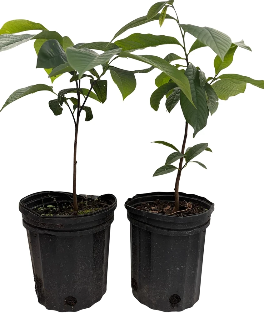 Pawpaw Trees Live Plants - Asimina triloba - 2 Gallon Pots - Fruit Bearing - Image 1