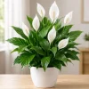 Peace Lily Live Plant – Spathiphyllum Indoor Houseplant – 4-inch Pot – White Flower - Image 1