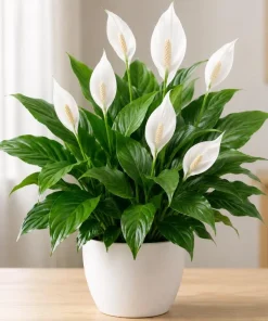 Peace Lily Live Plant – Spathiphyllum Indoor Houseplant – 4-inch Pot – White Flower - Image 1