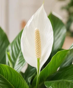 Peace Lily Live Plant – Spathiphyllum Indoor Houseplant – 4-inch Pot – White Flower - Image 2