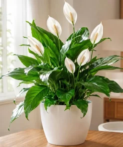 Peace Lily Live Plant – Spathiphyllum Indoor Houseplant – 4-inch Pot – White Flower - Image 3