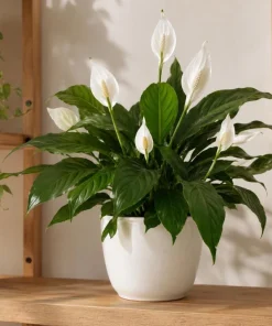 Peace Lily Live Plant – Spathiphyllum Indoor Houseplant – 4-inch Pot – White Flower - Image 4