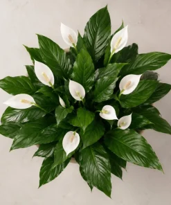 Peace Lily Live Plant – Spathiphyllum Indoor Houseplant – 4-inch Pot – White Flower - Image 5