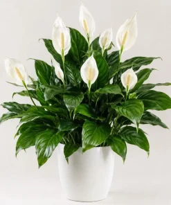 Peace Lily Live Plant – Spathiphyllum Indoor Houseplant – 4-inch Pot – White Flower - Image 6