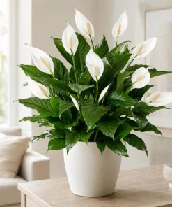 Peace Lily Live Plant – Spathiphyllum Indoor Houseplant – 4-inch Pot – White Flower - Image 7