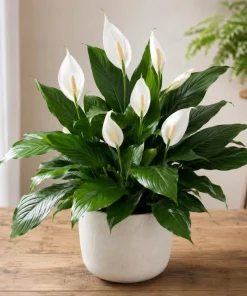 Peace Lily Live Plant – Spathiphyllum Indoor Houseplant – 4-inch Pot – White Flower - Image 8