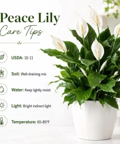 Peace Lily Live Plant – Spathiphyllum Indoor Houseplant – 4-inch Pot – White Flower - Image 9