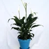 Peace Lily Plant - Spathyphyllium - 4" Glazed Ceramic Pot and Saucer - Image 1