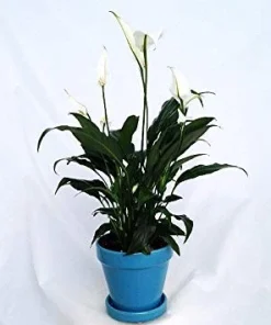 Peace Lily Plant - Spathyphyllium - 4" Glazed Ceramic Pot and Saucer - Image 1