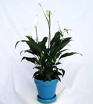 Peace Lily Plant - Spathyphyllium - 4" Glazed Ceramic Pot and Saucer - Image 1