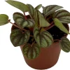 Peacock Peperomia Live Plant - Peperomia albovittata - 2.5 Inch Pot - Indoor - Image 1