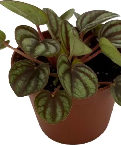 Peacock Peperomia Live Plant - Peperomia albovittata - 2.5 Inch Pot - Indoor - Image 1