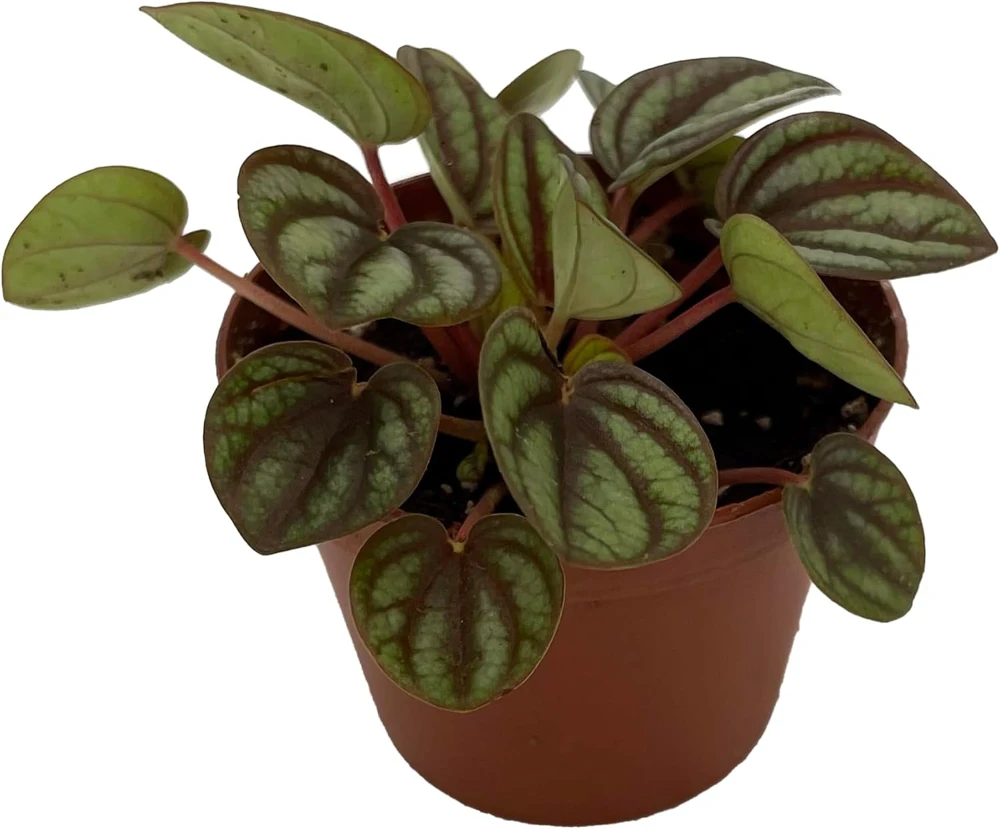 Peacock Peperomia Live Plant - Peperomia albovittata - 2.5 Inch Pot - Indoor - Image 1