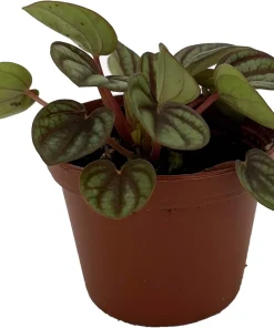Peacock Peperomia Live Plant - Peperomia albovittata - 2.5 Inch Pot - Indoor - Image 2