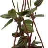 Peacock Peperomia Live Plant - Peperomia albovittata, 4 inch Mini Hanging Basket, Indoor Houseplant - Image 1