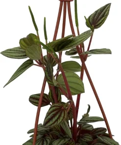 Peacock Peperomia Live Plant - Peperomia albovittata, 4 inch Mini Hanging Basket, Indoor Houseplant - Image 1