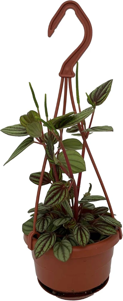 Peacock Peperomia Live Plant - Peperomia albovittata, 4 inch Mini Hanging Basket, Indoor Houseplant - Image 1