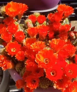 Peanut Cactus Live Plant - Rhipsalis - 4 inch Pot - Indoor/Outdoor Succulent - Image 2
