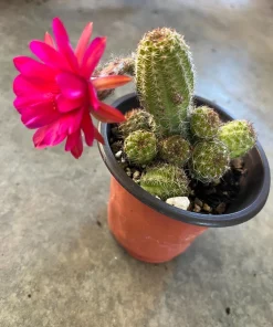 Peanut Cactus Live Plant - Rhipsalis - 4 inch Pot - Indoor/Outdoor Succulent - Image 3