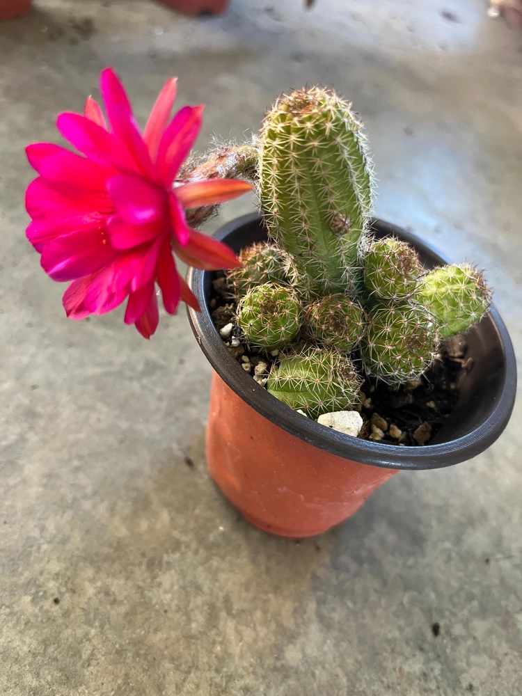 Peanut Cactus Live Plant - Rhipsalis - 4 inch Pot - Indoor/Outdoor Succulent - Image 3