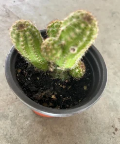 Peanut Cactus Live Plant - Rhipsalis - 4 inch Pot - Indoor/Outdoor Succulent - Image 4